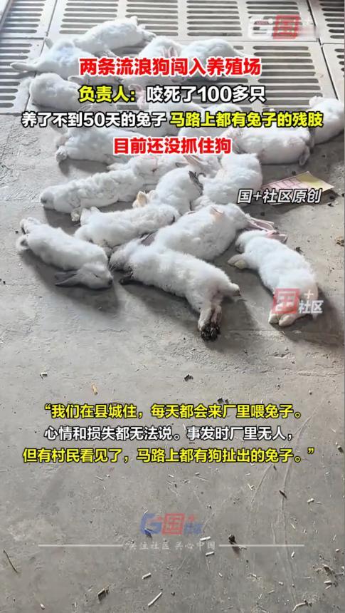 “悲剧还是发生了！”陕西咸阳，一女子在村里养兔子，这天她去喂兔子时，发现马路上有