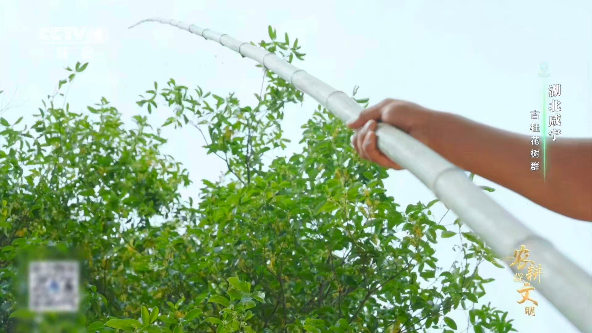 真的看到了桂花雨 一场真正的“桂花雨”，美到窒息！咸宁花农用巧妙的力道轻点竹竿，