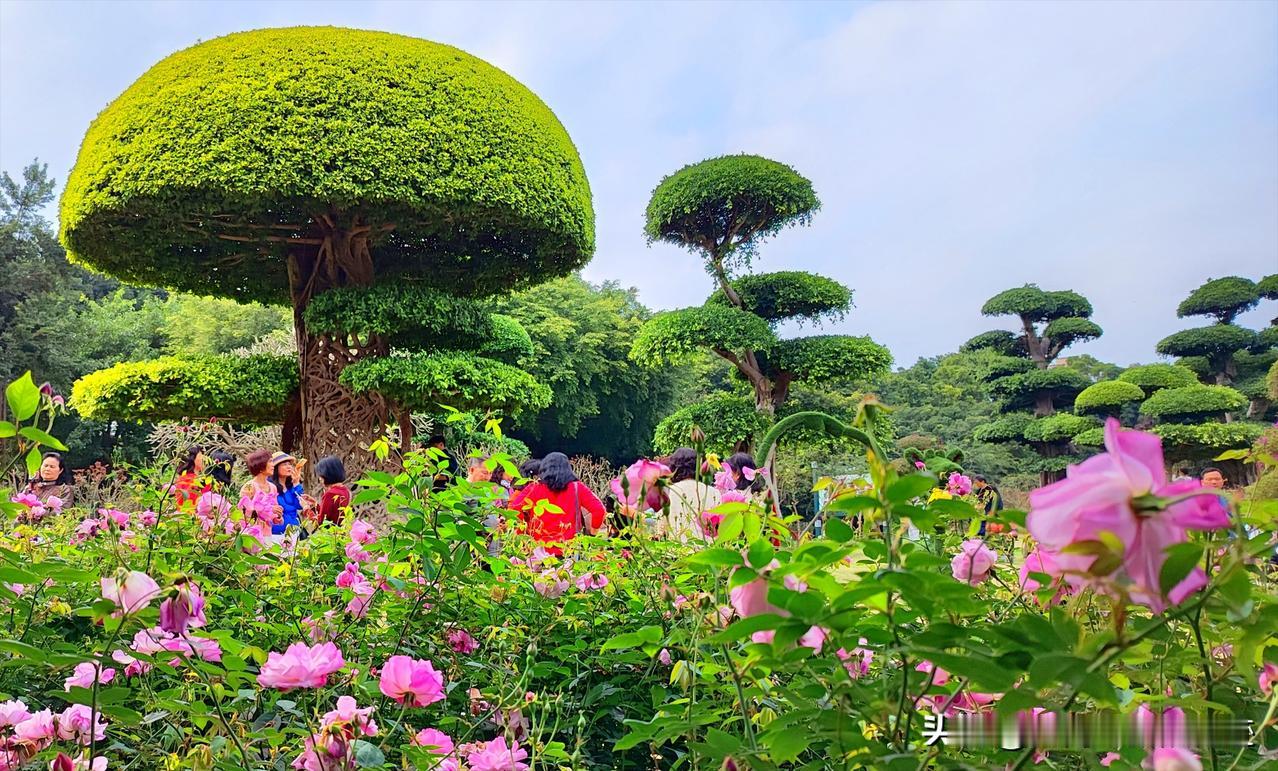 南宁南湖公园，春色满园，美不胜收。