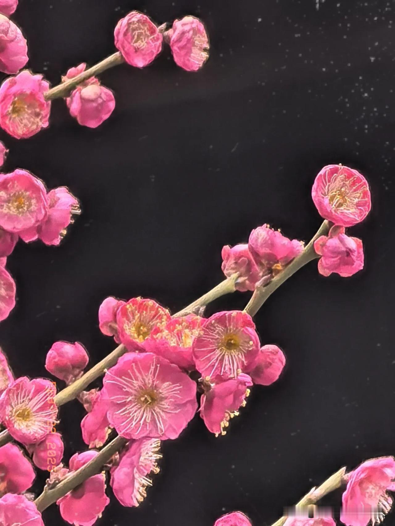 常州红梅阁畔梅花开。