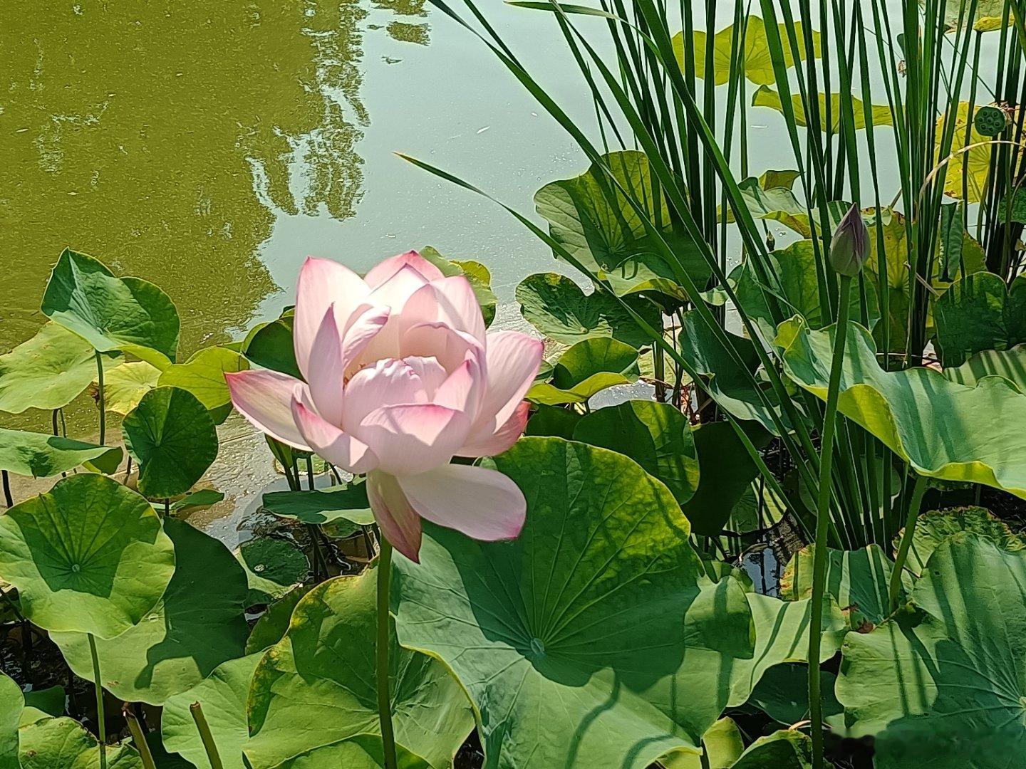 随手拍外面只敢呆几分钟，花却迎着火热灿烂 