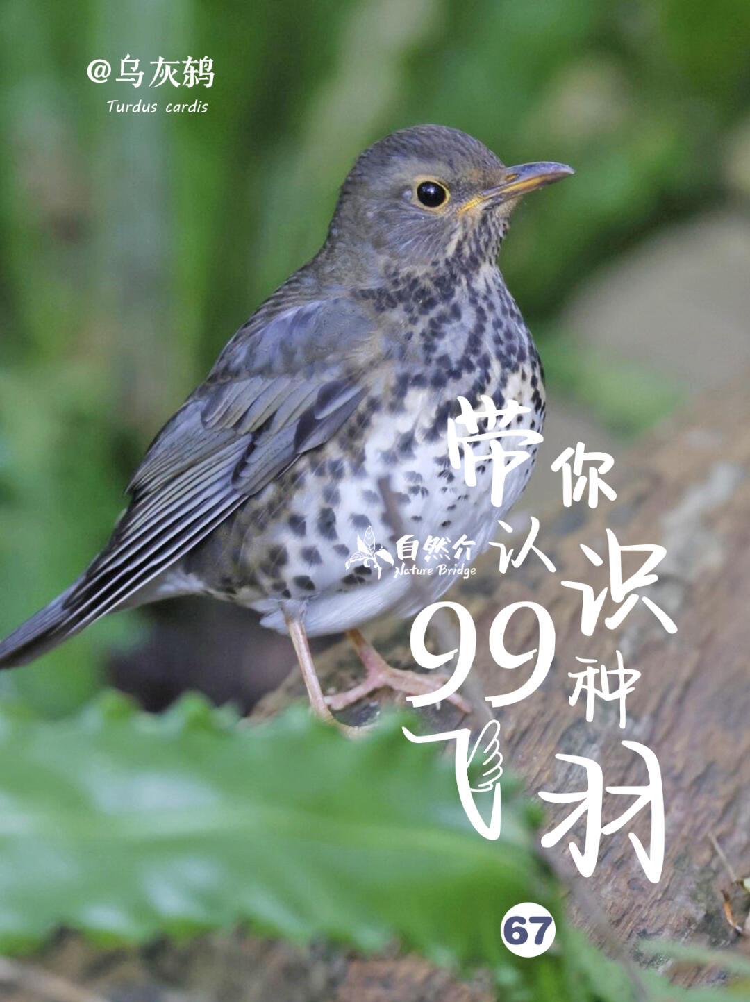 带你认识99种飞羽