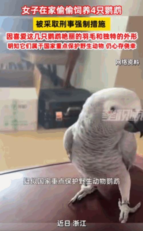 浙江的一名鹦鹉爱好者，在网上购买"稀缺"品种鹦鹉，刚养没几天，警察找上了门，当场