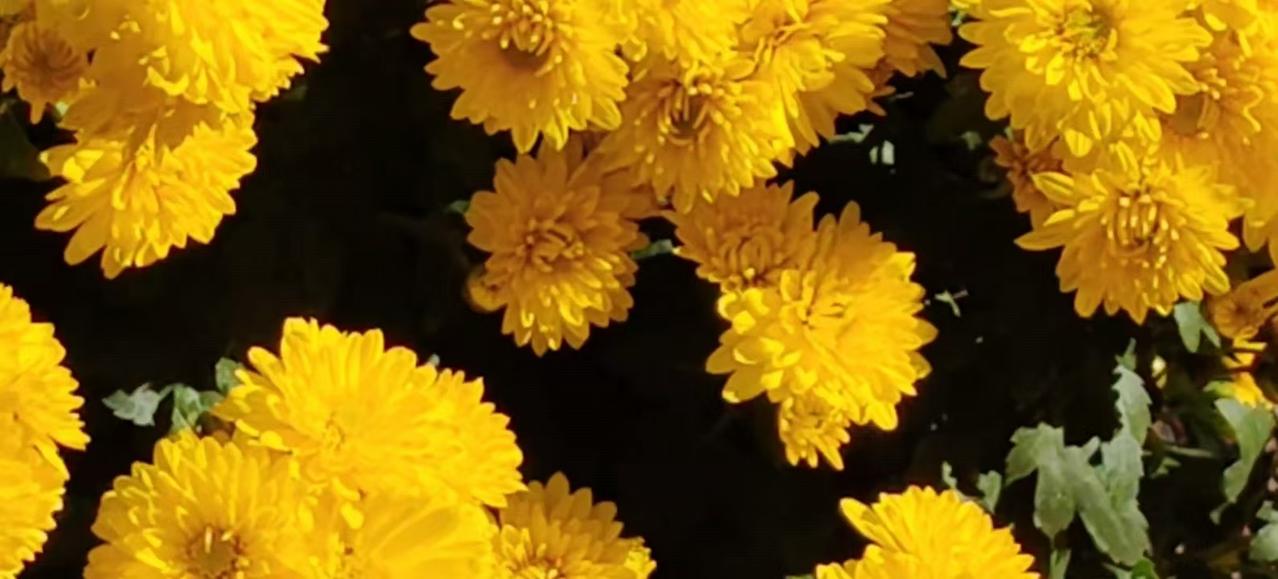 清明专题：1
诗词十首
虞美人•清明节感怀021
（2016.4.3）
清明将至