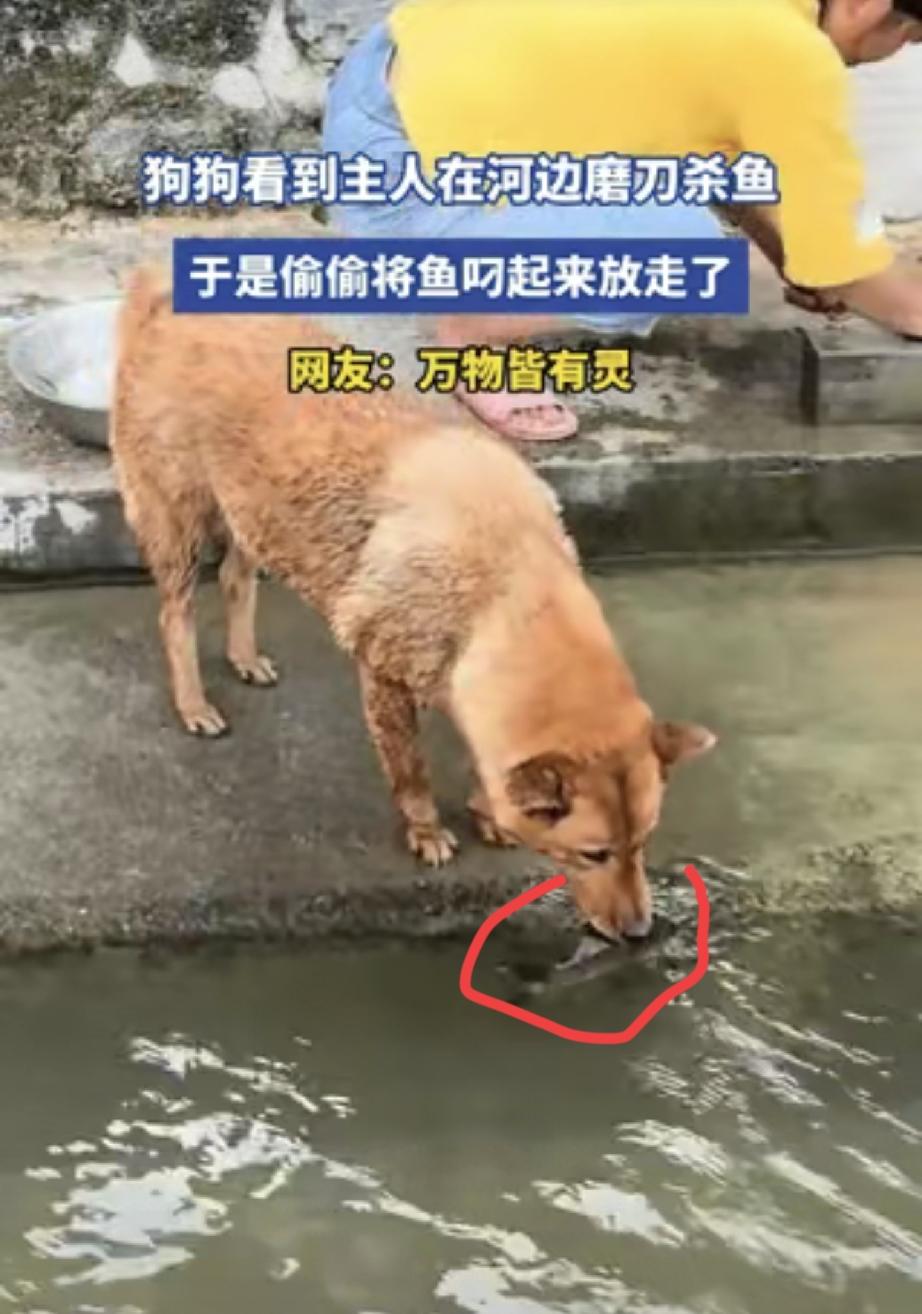 湖南，一女子在河边准备磨刀杀鱼，没成想，女子家的狗狗不忍心看见鱼被宰杀。于是，趁