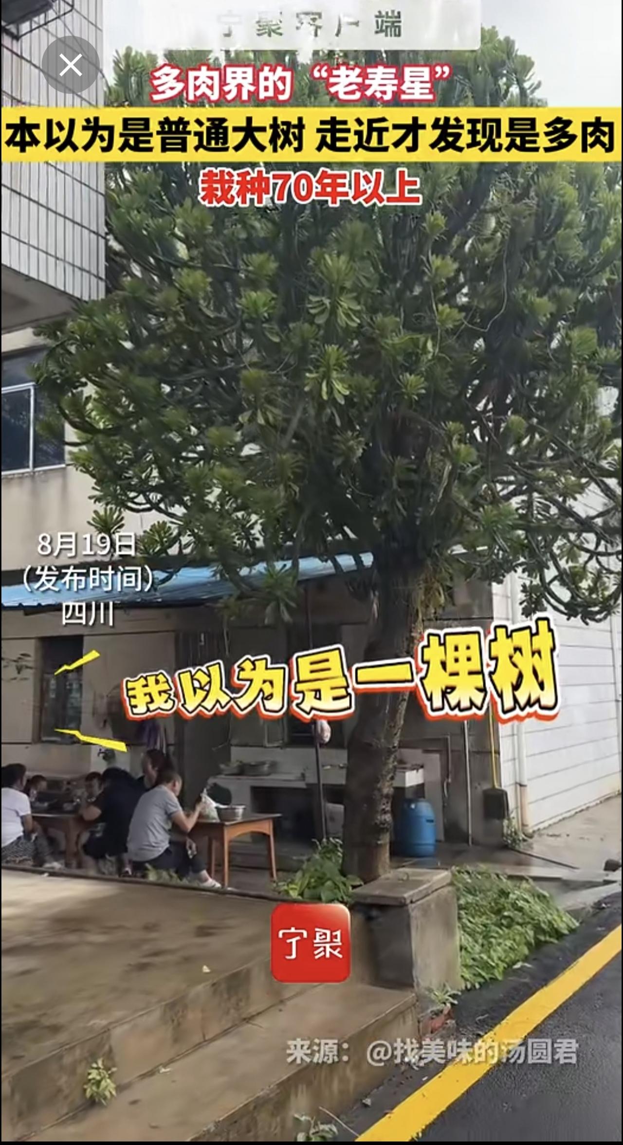 多肉界的“老寿星”，本以为是普通大树，走近才发现是多肉，栽种70年以上（制作：卓