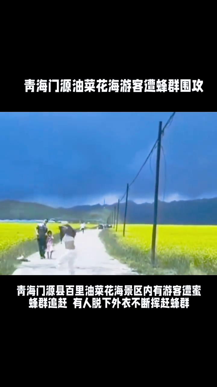 青海门源油菜花海游客遭蜂群围攻。
青海门源县百里油菜花海景区内有游客遭蜜蜂围攻，
