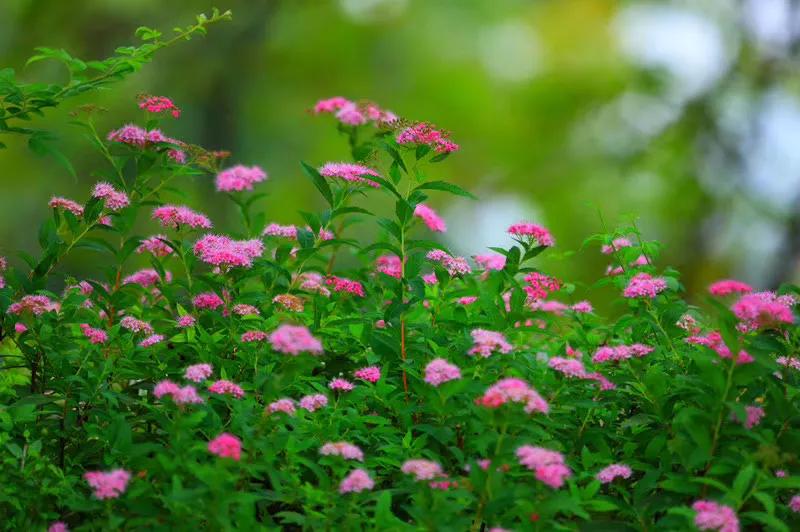 #分享你手机中的花花草草#草的美，花不懂……