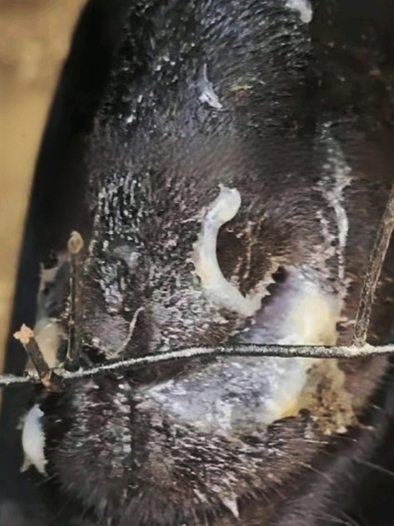 养羊人 农村养羊