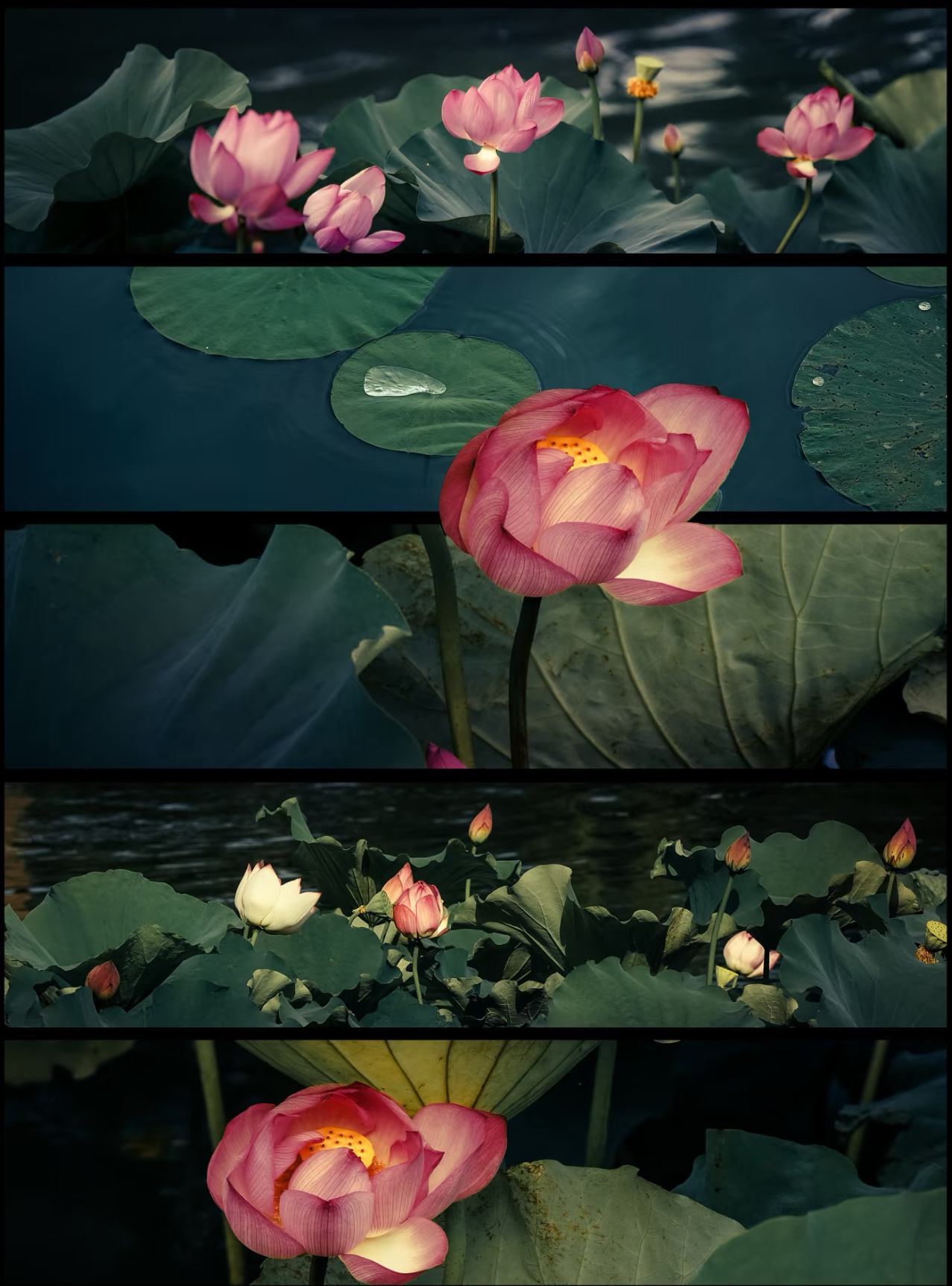 英语 Some days you bloomSome days you grow