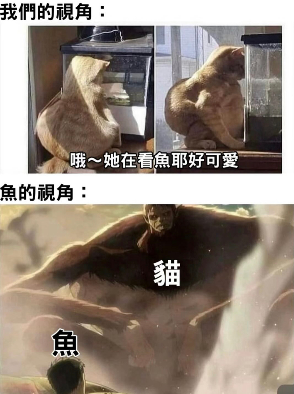 进击的喵喵#今日memes# //#镜头下的笑容# ​​​
