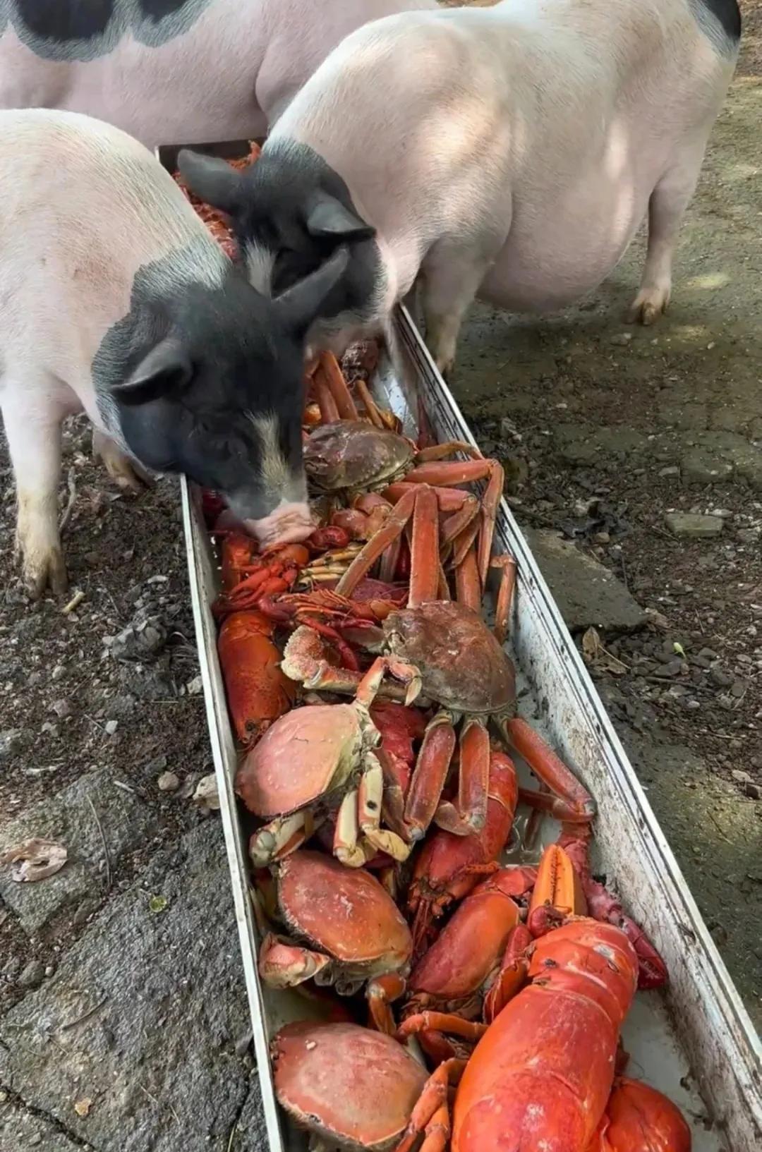 浙江：一名男子在农村老家办了个农庄，为了充分利用农场的空间，他在农庄里养了9头猪