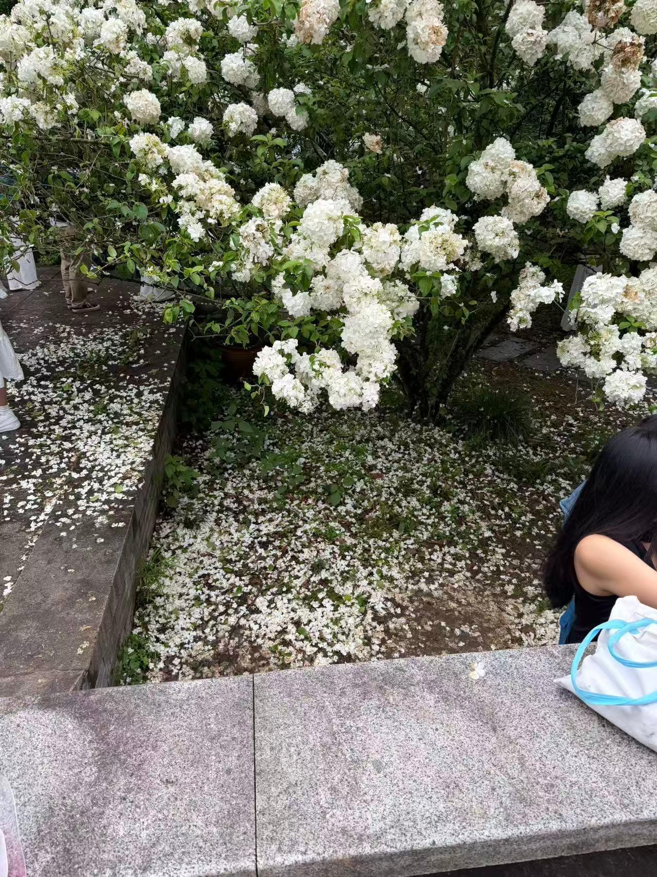 我在杭州植物园拍照，我的理光在绣球花旁边的石椅上被人误装走了qwq刚刚在杭州植物