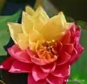 爱自己
  永远不要可怜自己
  要热烈地崇拜自己
  崇拜那个跌倒之后
   