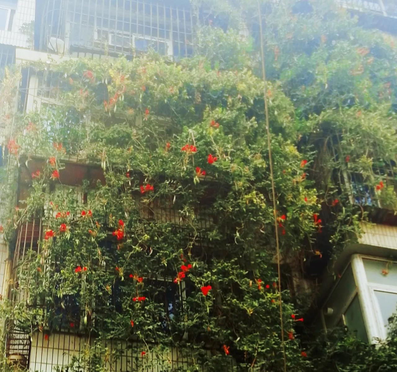 #秋季景色大pk#秋天很美，果美、花美，一切都很美。