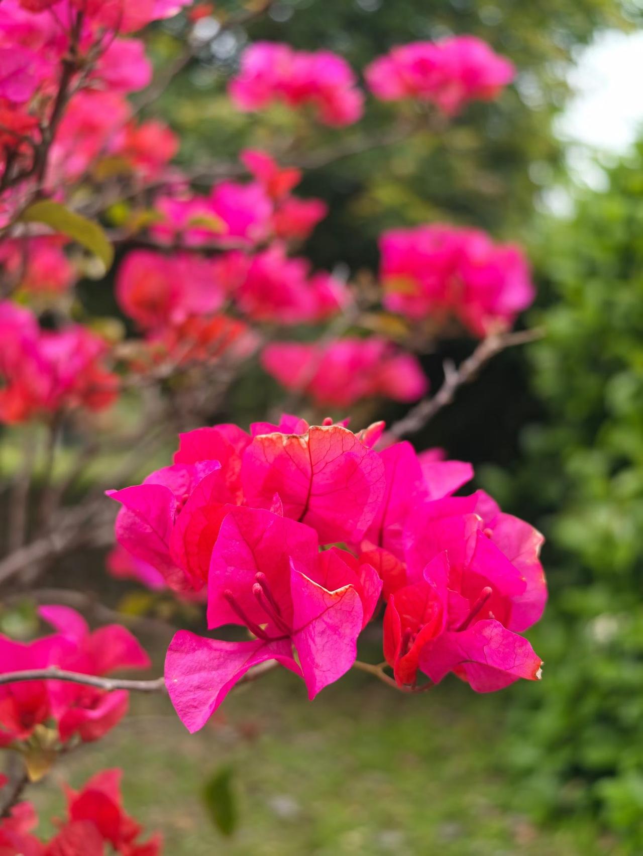 春天的花
大自然的配色绝了！