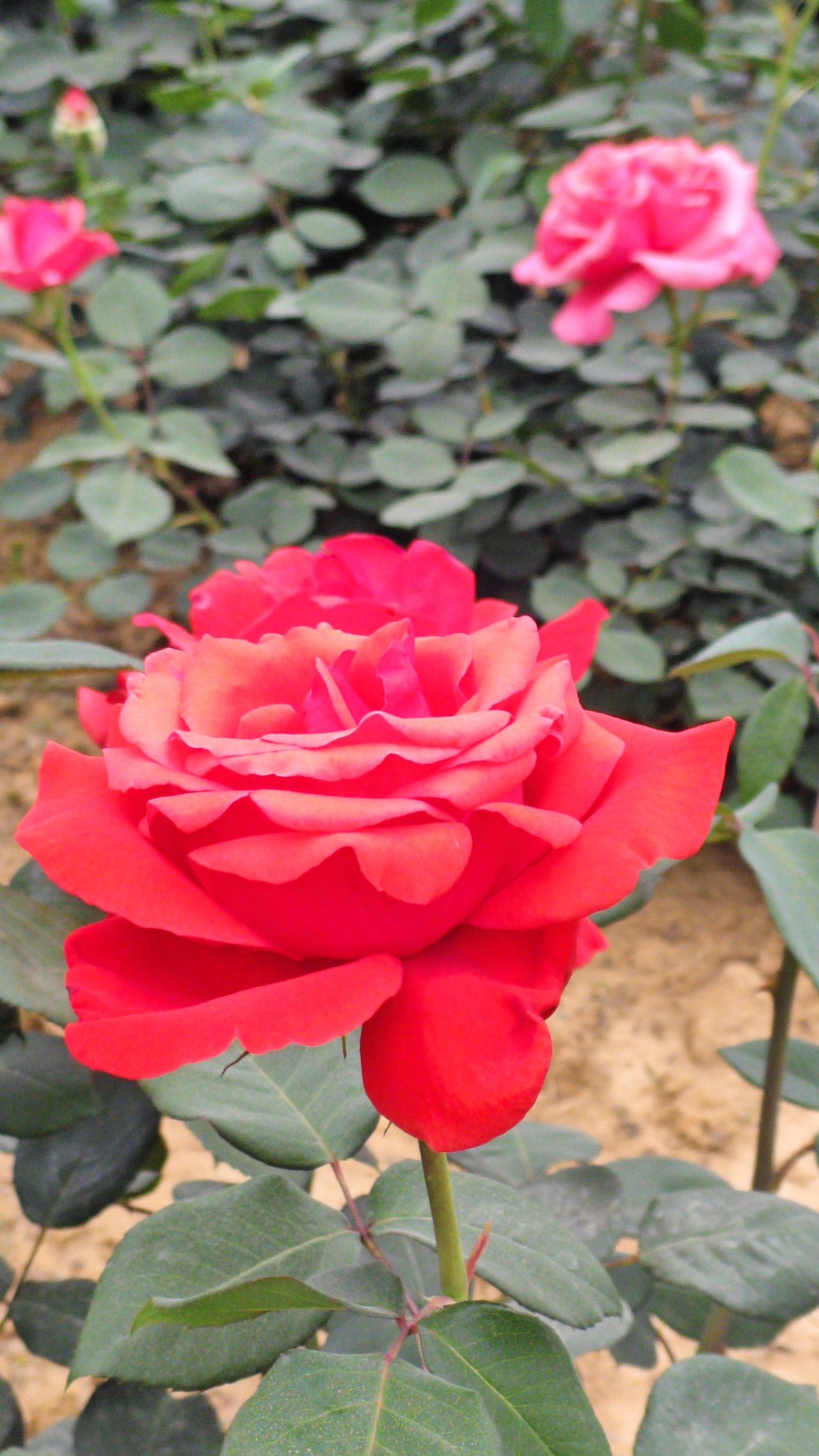 分享一张你相册的拍的花