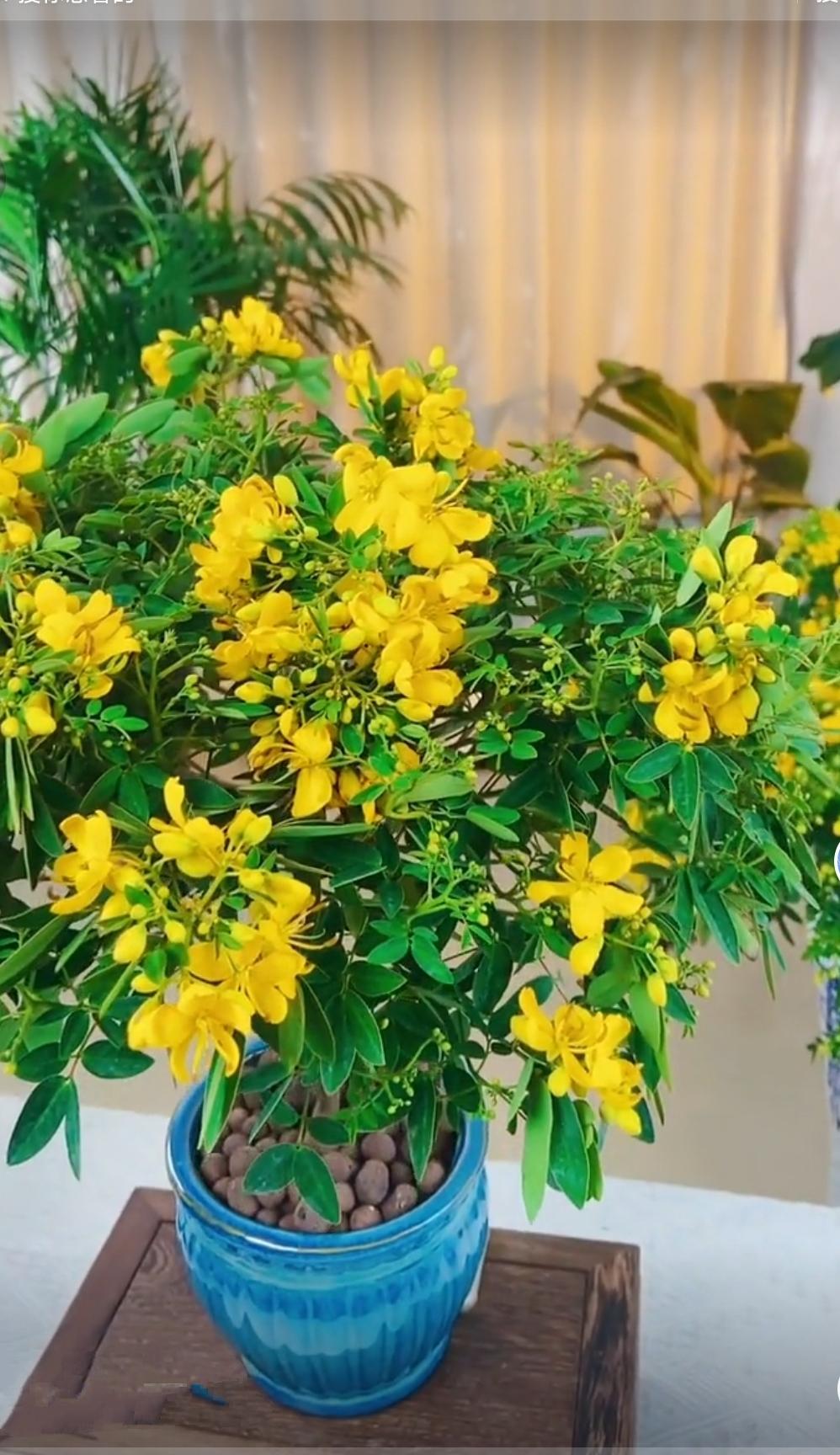对联飞花令 黄金藤花
出句：风眉皱是黄钟撞（雪浪）