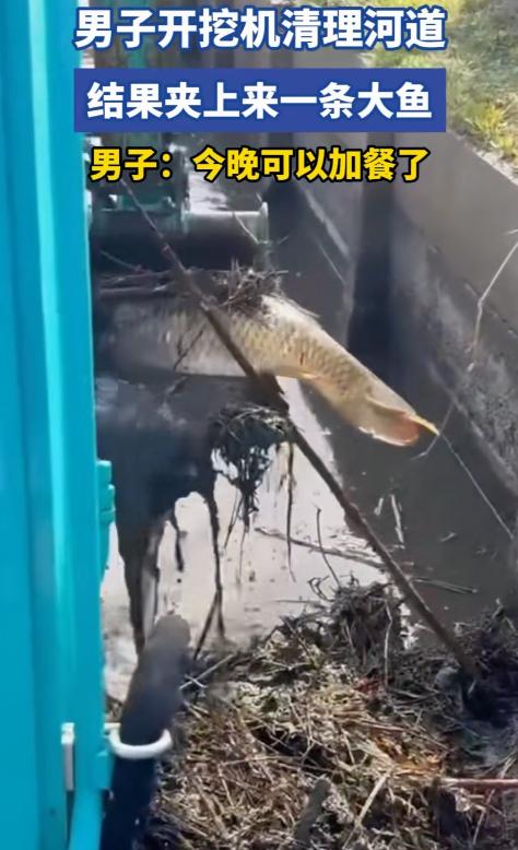 万万没想到！广东，男子开挖掘机清理河道，正捞泥呢，结果捞着捞着，突然挖起来一条蹦