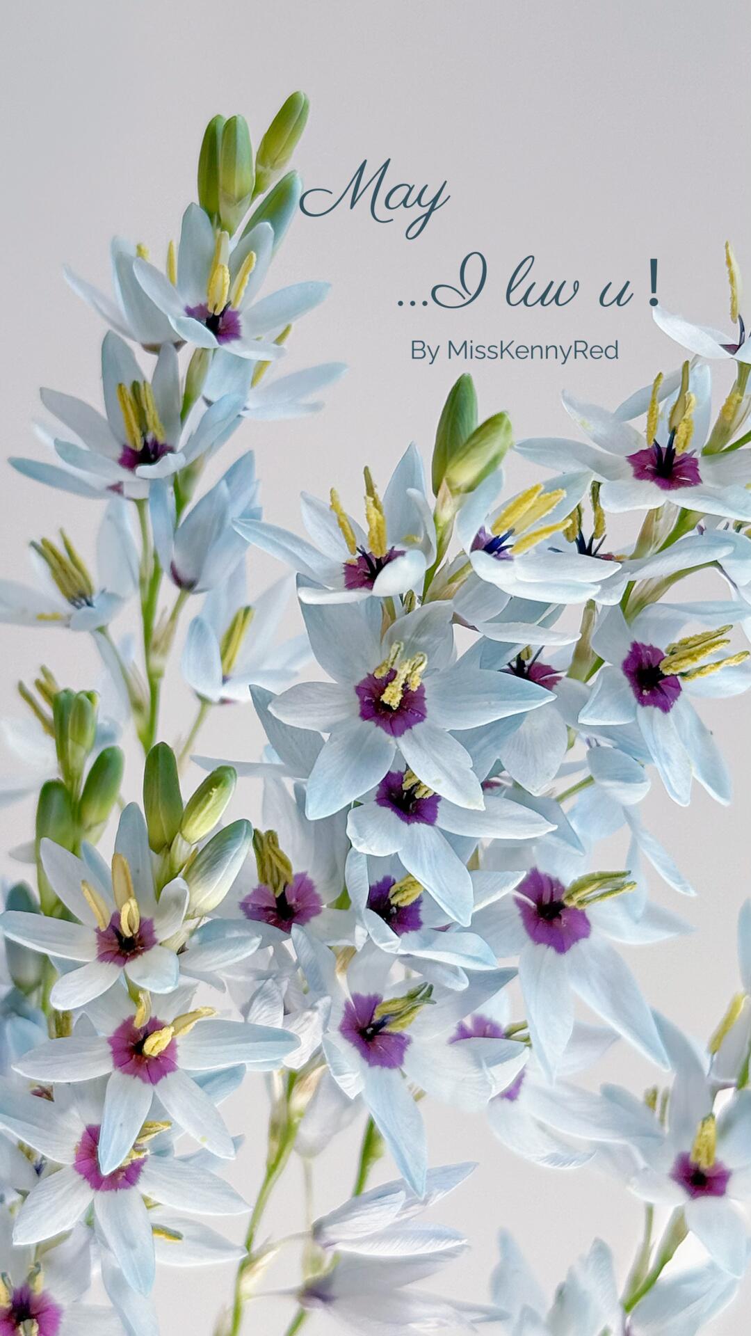 小众花材｜绿松石谷鸢尾｜五月壁纸