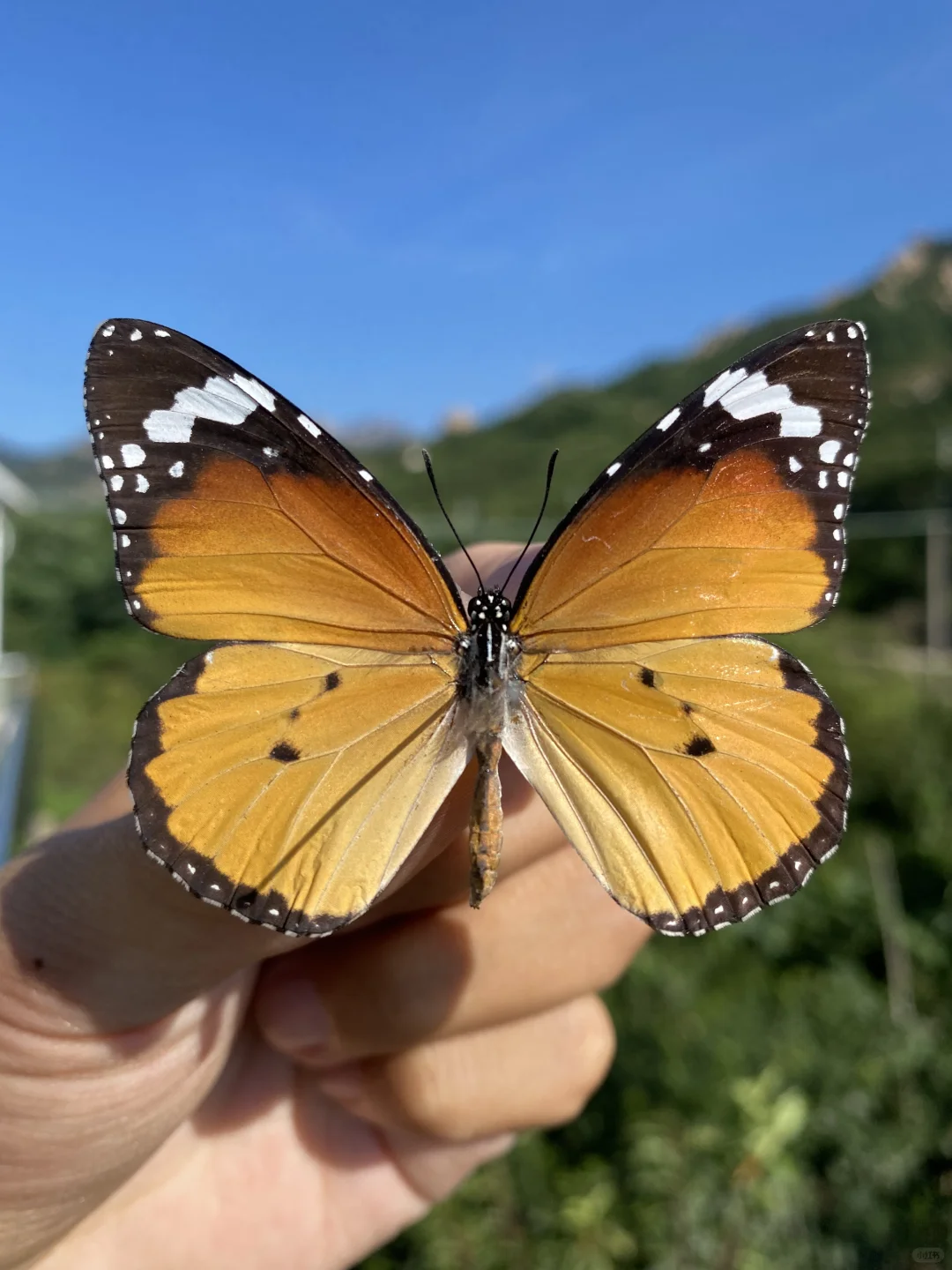 标本 昆虫 蝴蝶标本