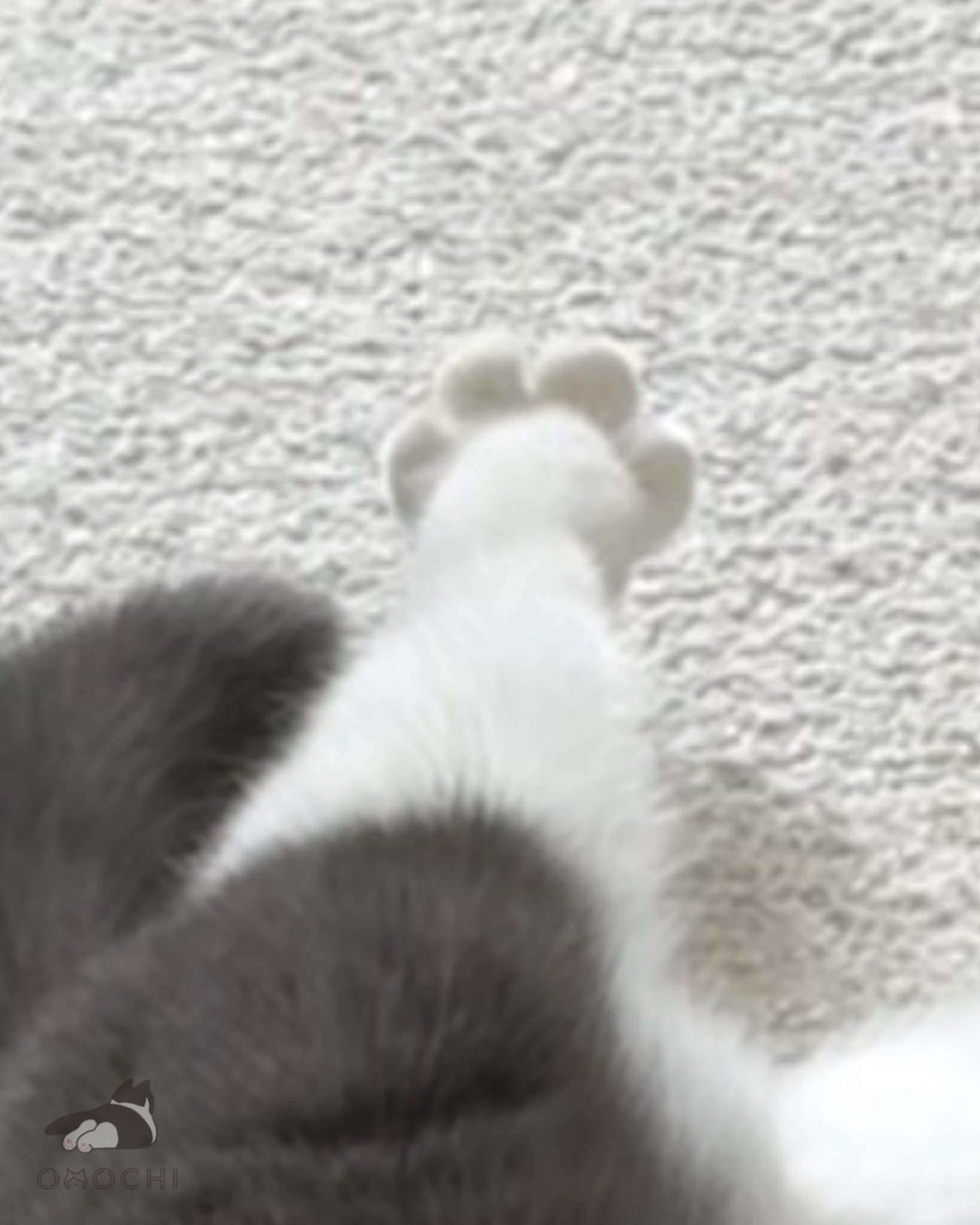 猫宁！我也想看你们家的小猫爪爪开花！ 