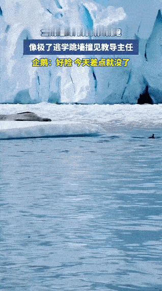 企鹅刚开始起跳的时候，那叫一个优雅。翅膀一张、身体一挺，动作流畅又好看，轻轻松松