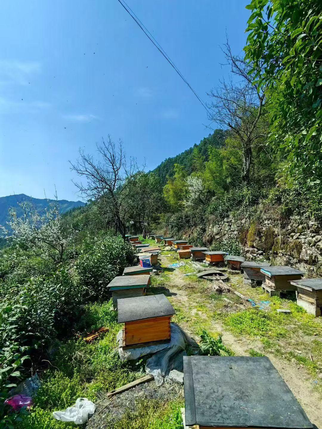 土蜂蜜山里环境清秀