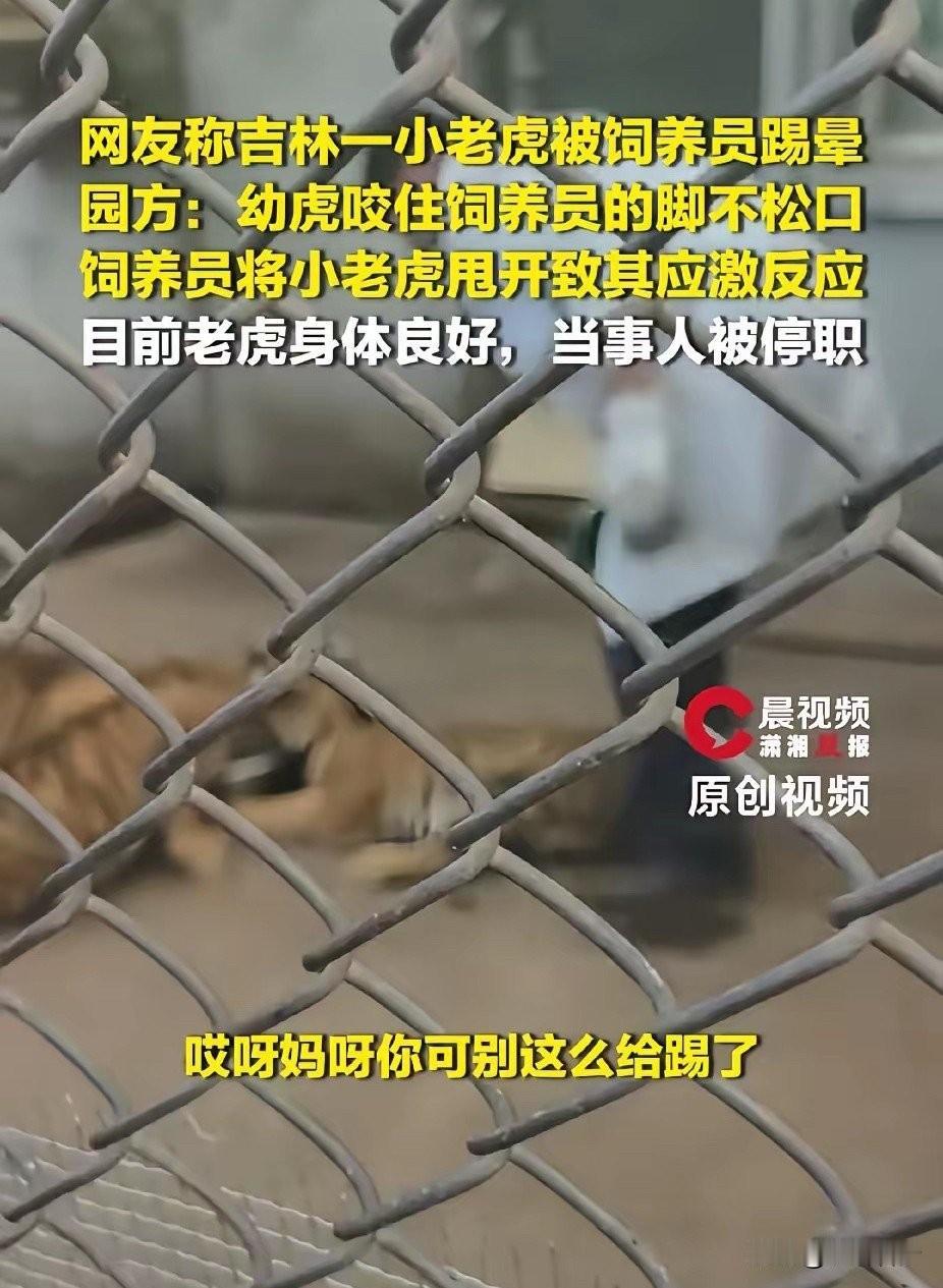 4个半月大的小老虎，被饲养员一脚踢到“僵直瘫倒”！这不是什么虐畜新闻，而是昨天发
