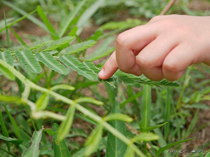 问：含羞草一碰就合拢，是害羞吗？
答：不是，叶片细胞失水收缩，是自我保护机制，和