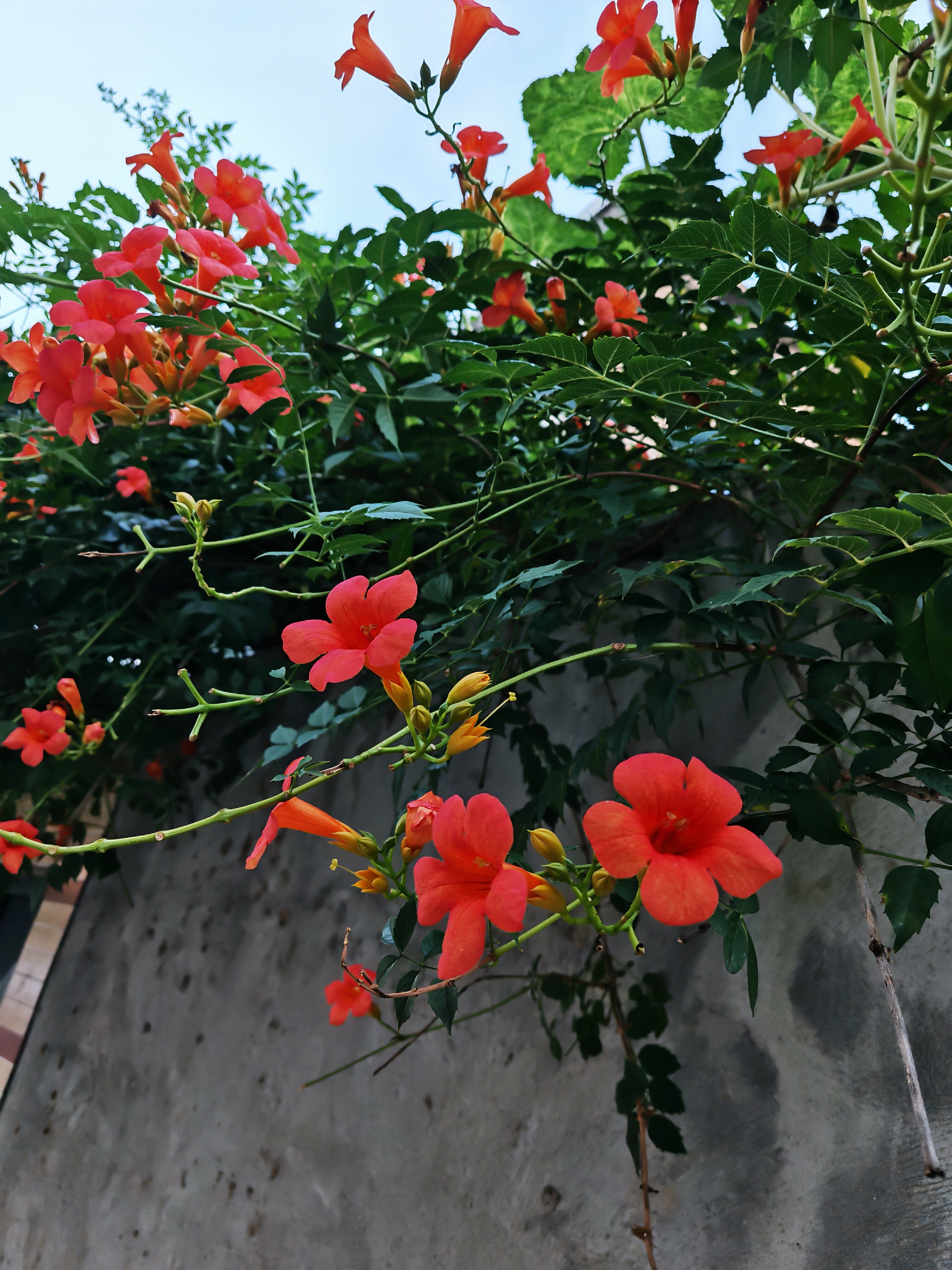 凌霄花好喜庆