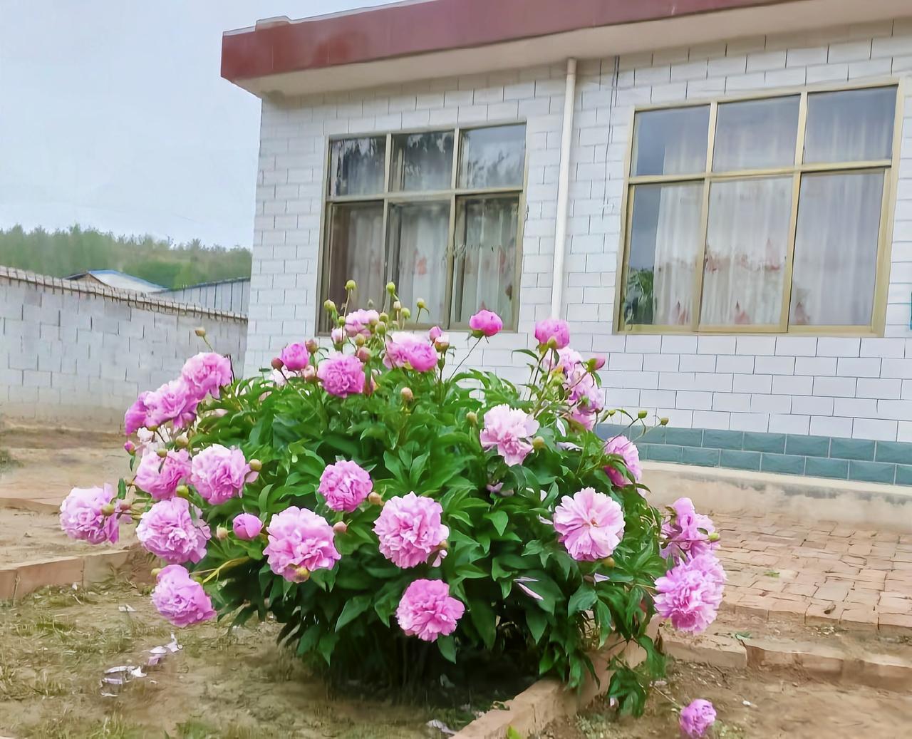 老宅花独艳

亲人已去春未改，
一丛芍药独自开。
空院寂静锁岁华。
不见闲庭旧客