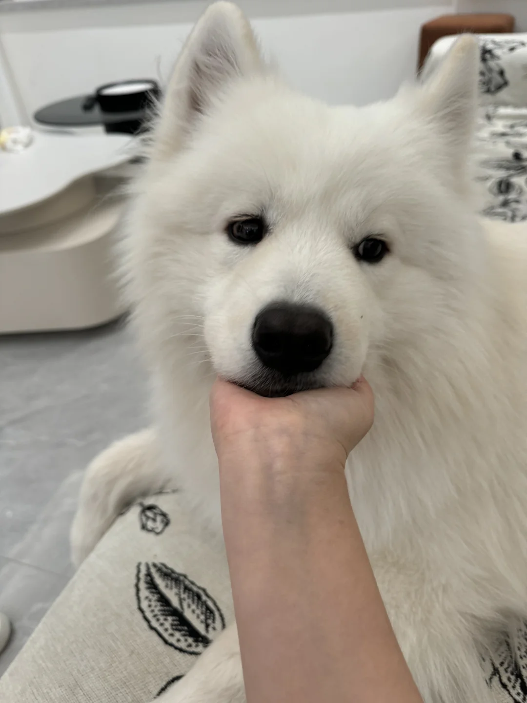 有心事？想看看你的家养萨摩耶！拒绝网图！