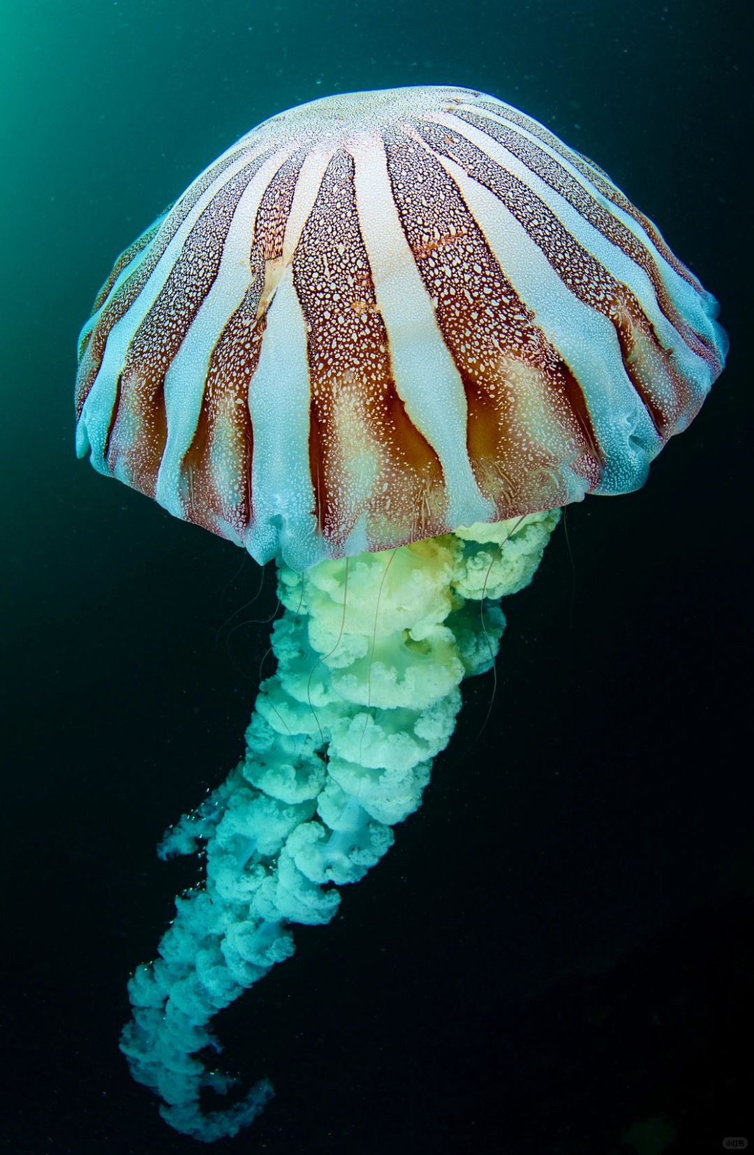 南美海刺水母