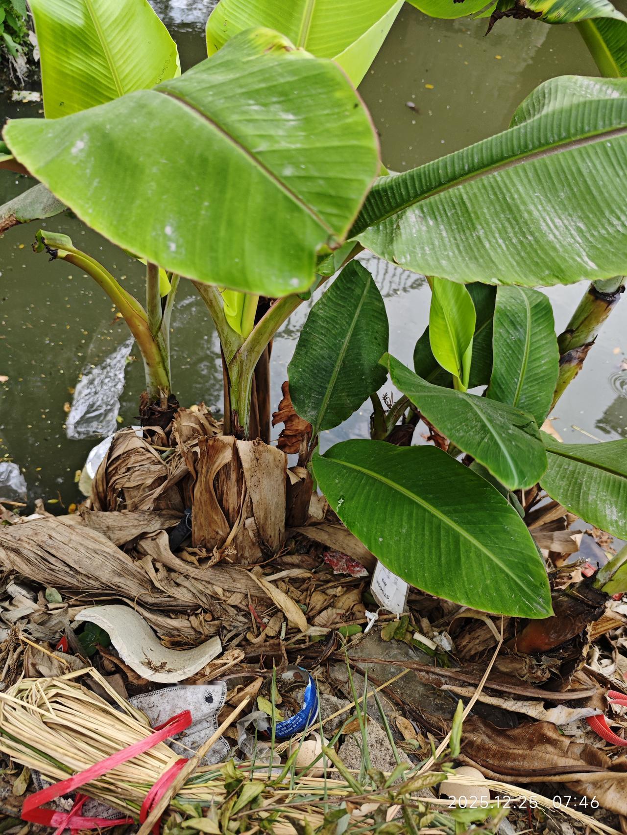 香蕉砍掉后会在原先的根头地方再长出新苗

这新苗长大之后也会结出香蕉，但个头会变