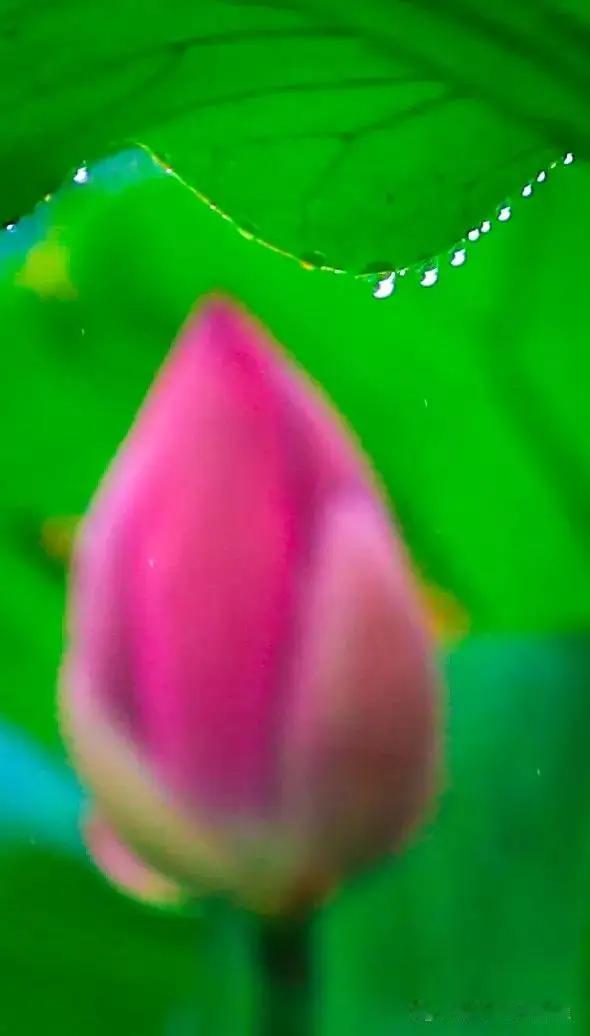 风浮槐蕊香盈袖，
雨打荷花泪满襟。
网络图片