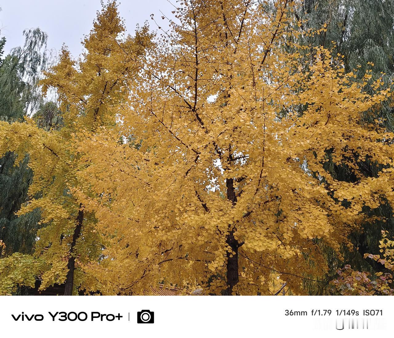 分享随手拍金黄色的树叶