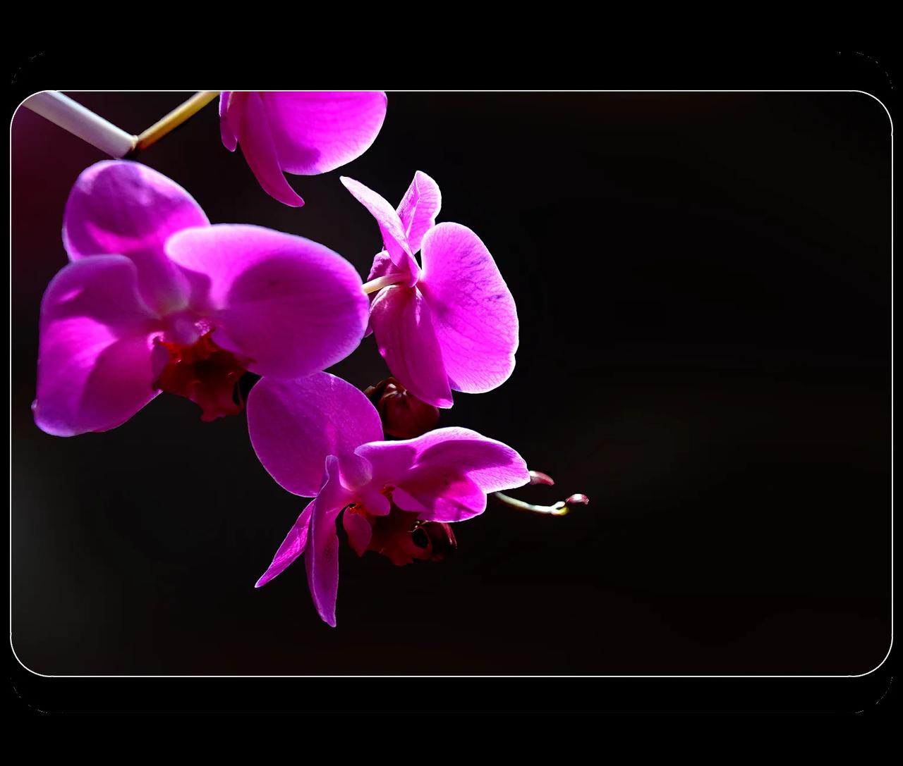 《蝴蝶兰》

【原创】
  #中国摄影圈#  #花花草草#