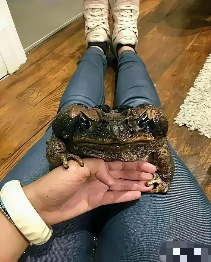 今天刷到一网友在家里养的宠物，看着太吓人了，这是啥动物？看到都害怕还敢挂你身上，