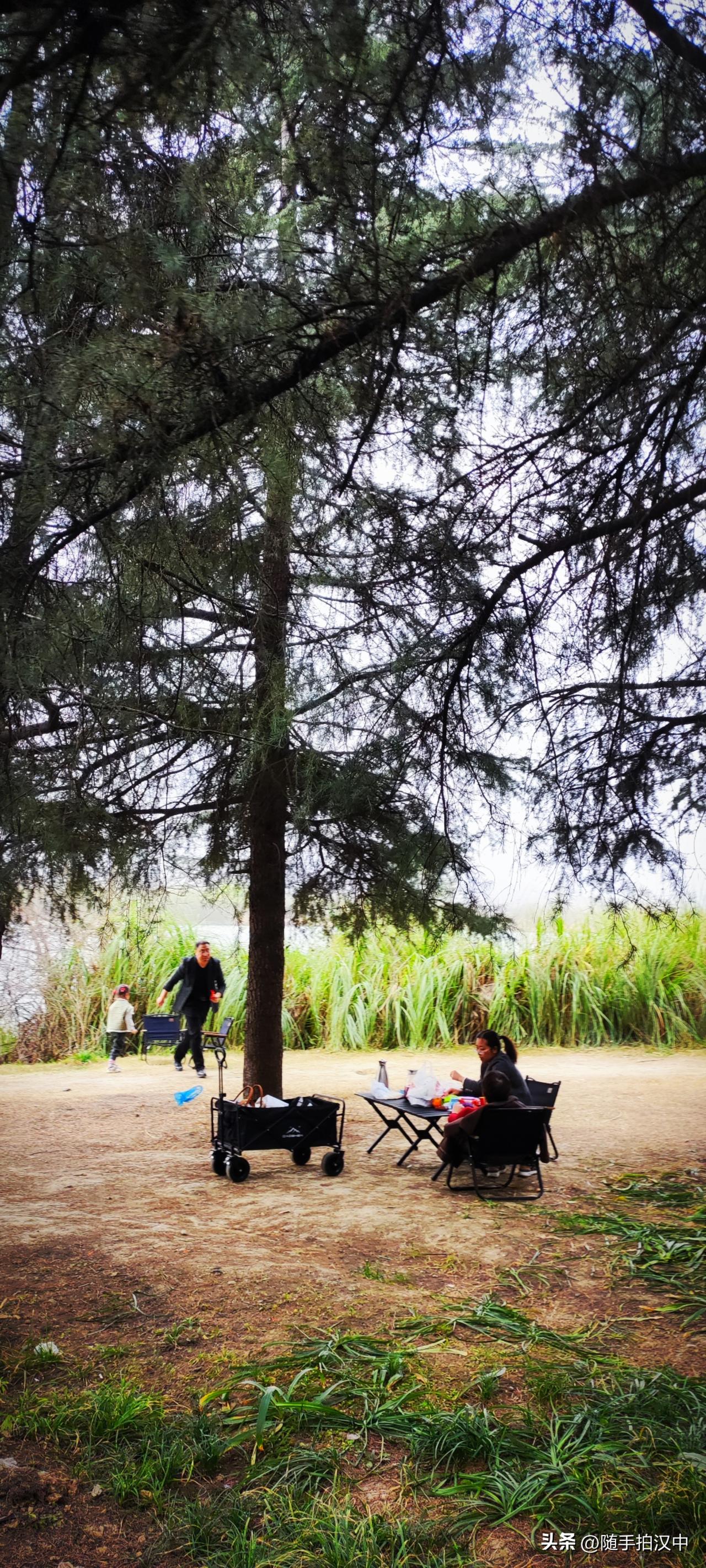 天南地北大拜年春日的闲情时刻，就在汉江湿地公园的塔松树下。离喧闹的广场不远处，造