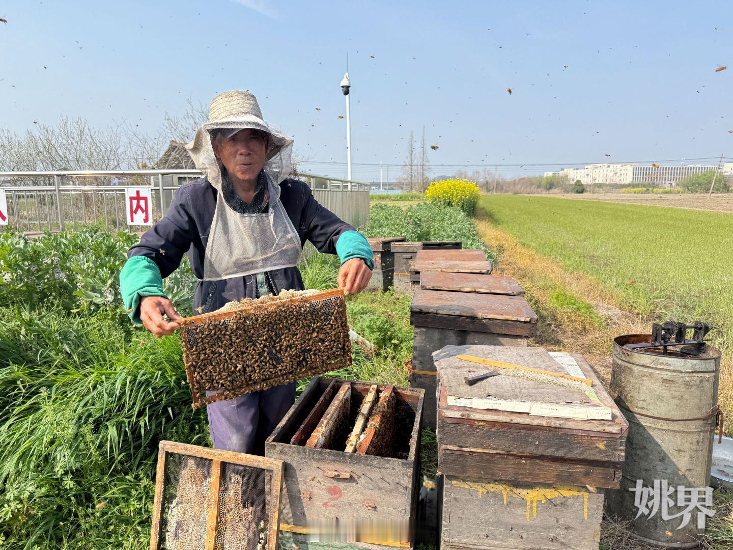 余姚老蜂农四十年坚守酿出纯正好蜜 68岁的柳信元是余姚阳明街道旗山村的养蜂人，他