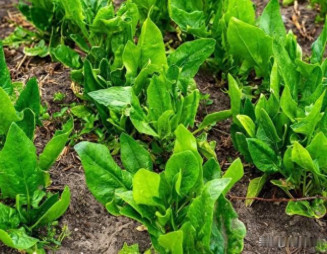 为啥菠菜细弱还黄叶？别盲目施肥，关键要舍得疏苗