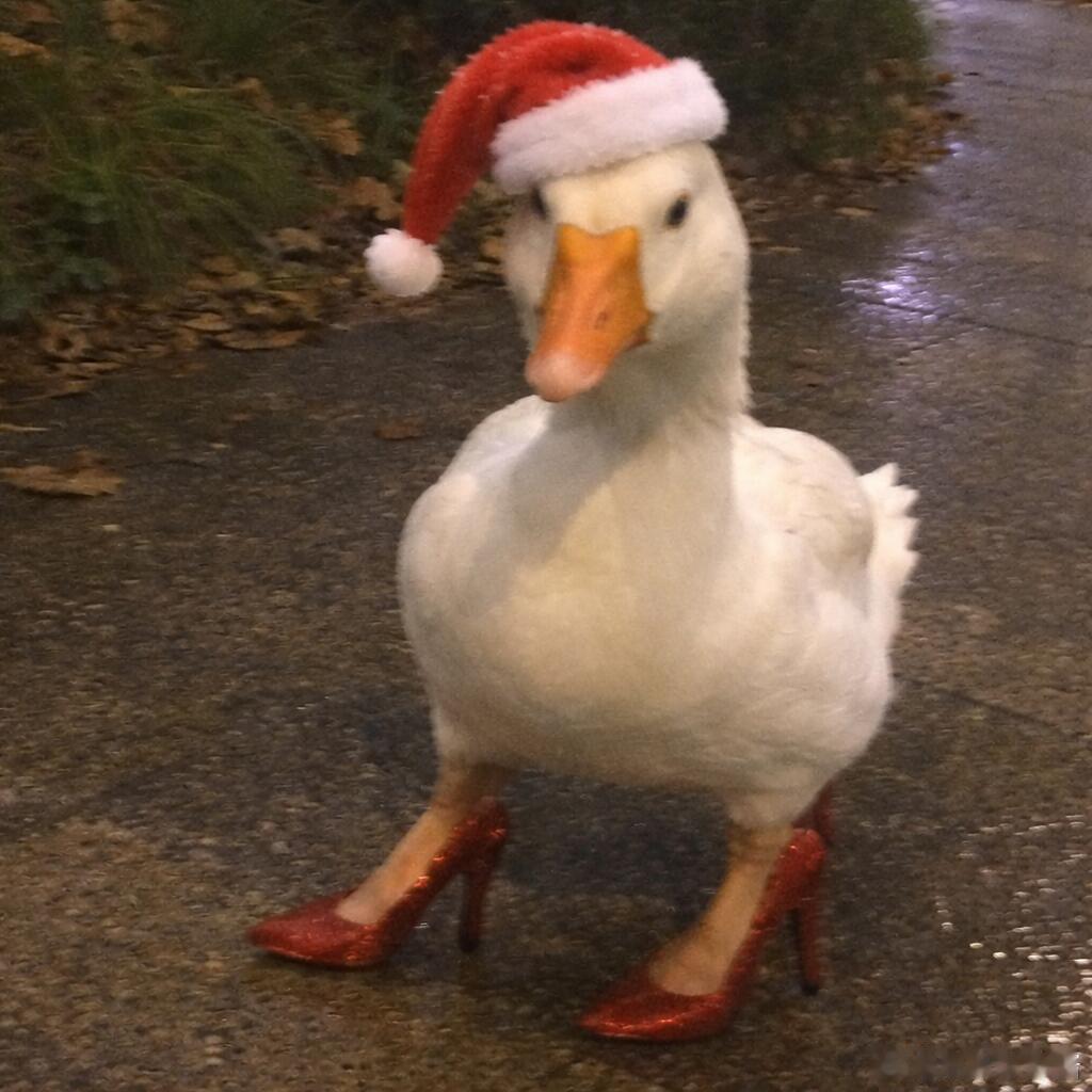 申请成为你的圣诞头像🎅 