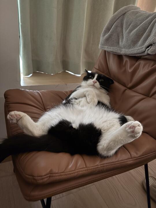 嘛呢在，猫没猫样