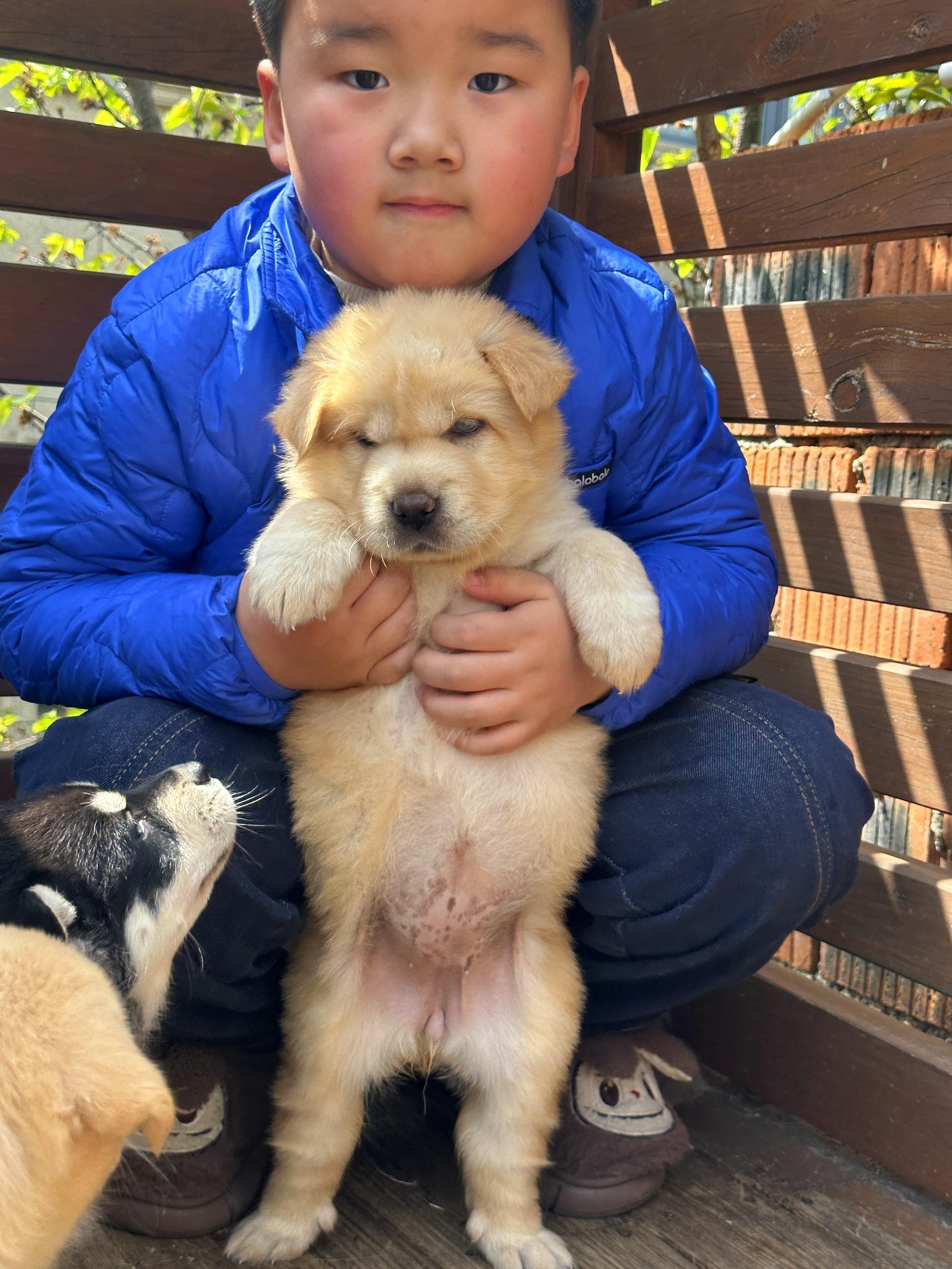 小狗狗们长大啦！