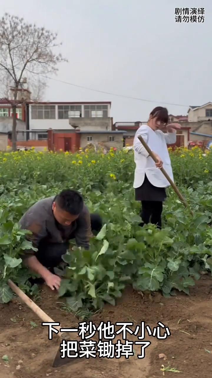 男子锄地时不小心把菜锄掉了，这一幕真的太无奈了。
夫妻两个在地里干活，由于地里草
