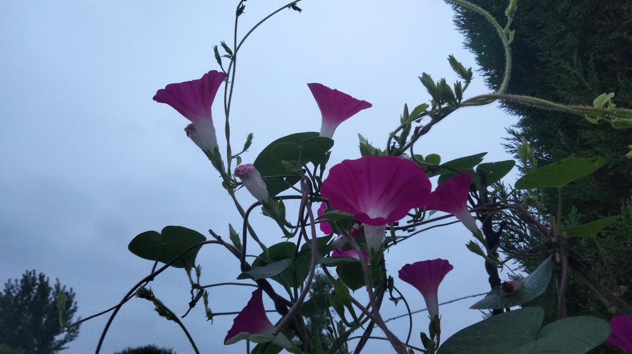 分享一张你拍的花，什么花都行牵牛花。