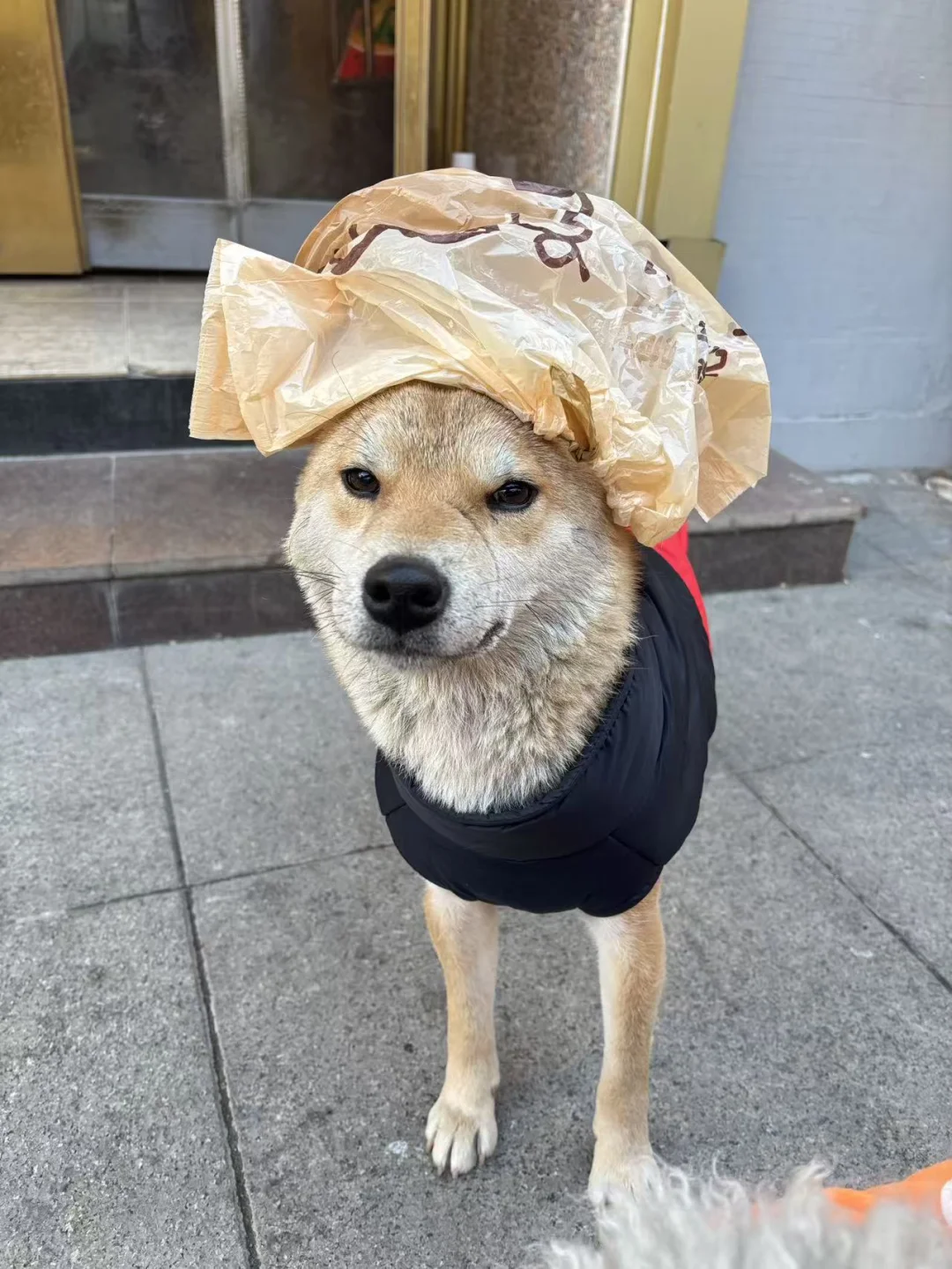 救助的狼外婆可以用垃圾袋换罐罐吗