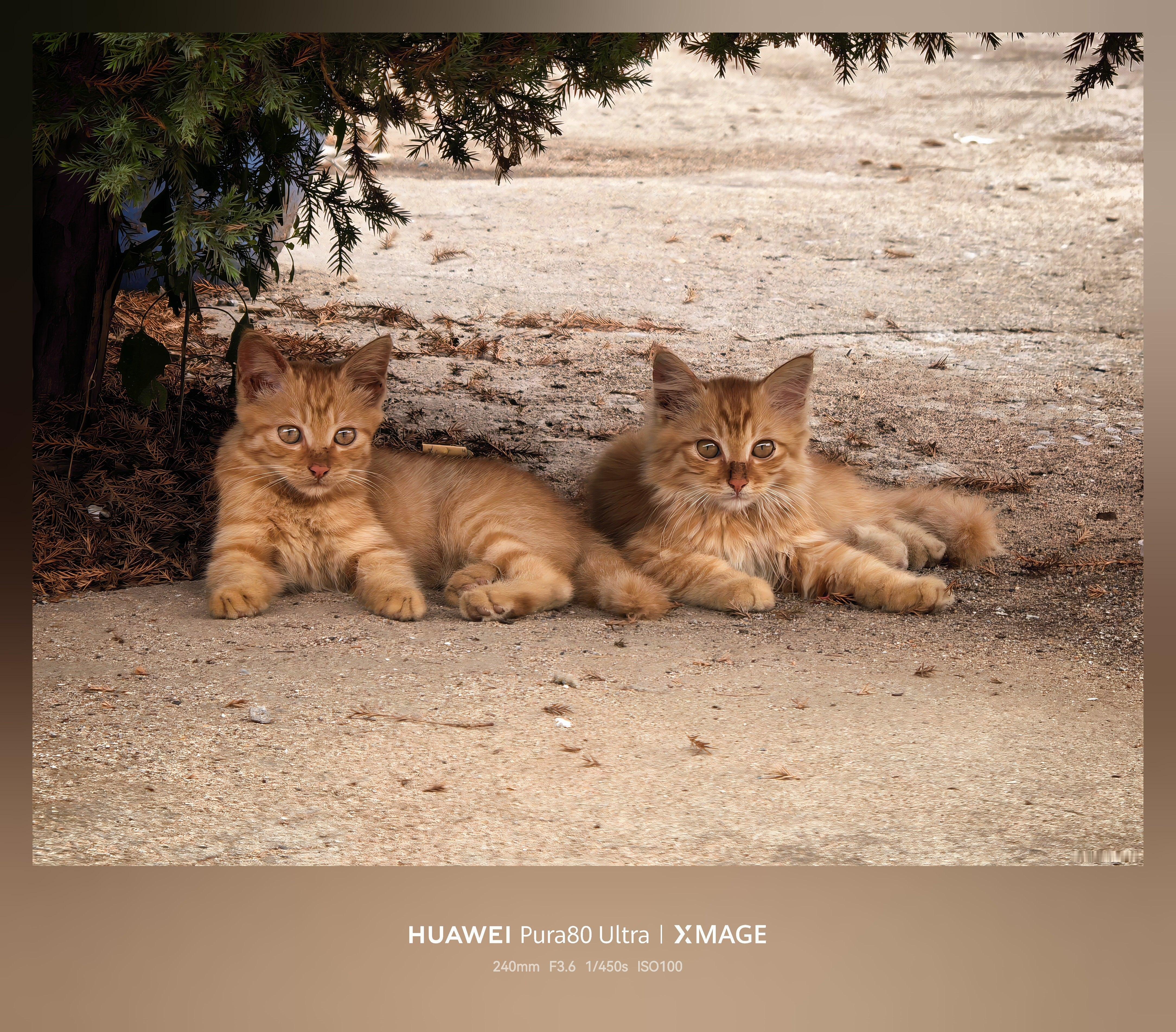 貌似是两只绝色小猫咪🐱🐱 
