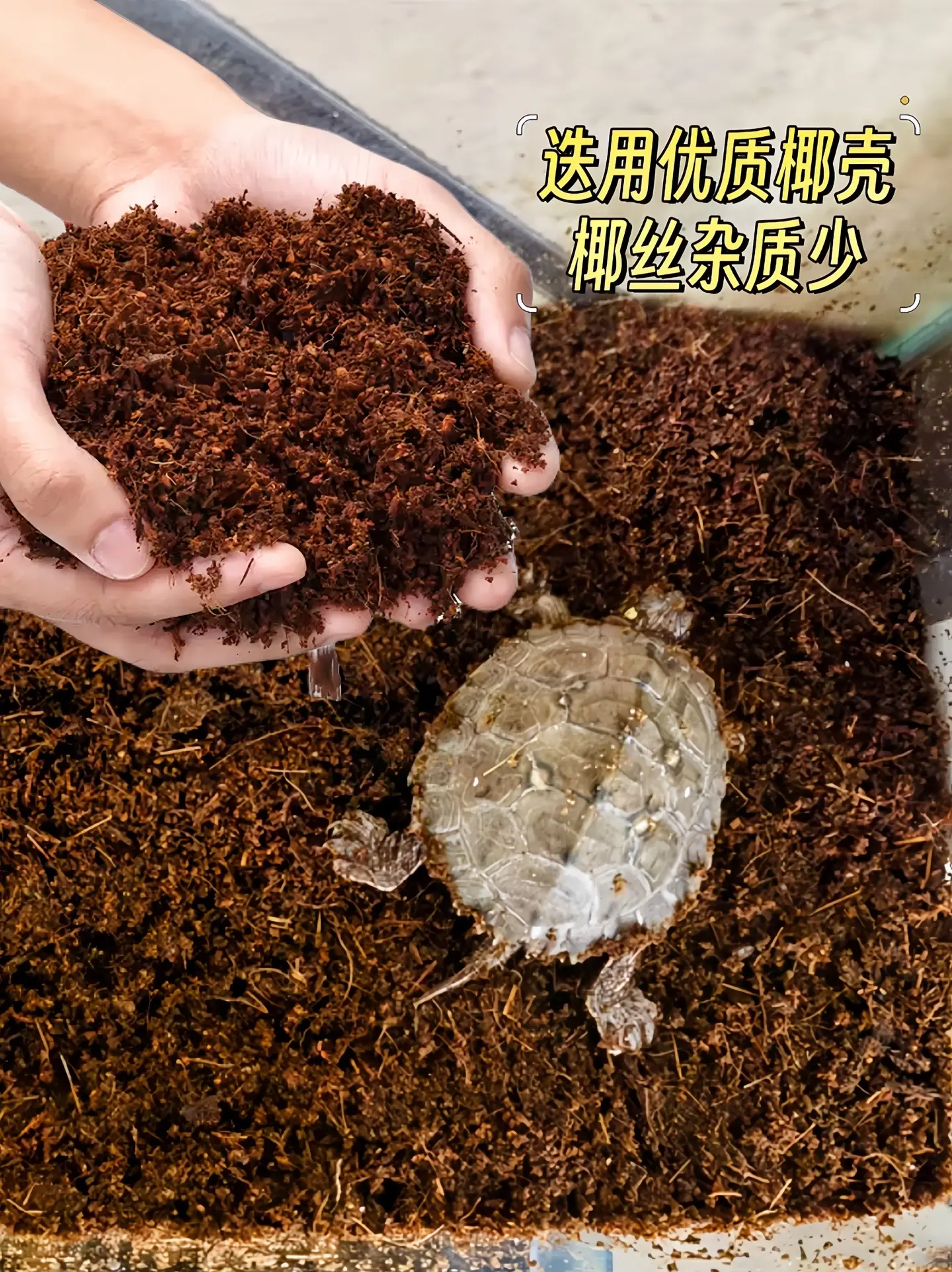 一、保湿性好 椰土可以较好地保持一定的湿度，避免乌龟在冬眠过程中因过于...